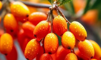 Берберин странични ефекти: Какво да Очаквате?